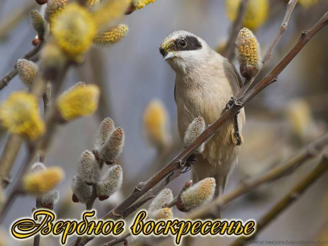 Стихи на Вербное Воскресенье